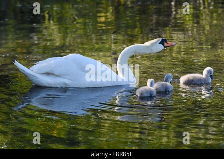 Eine Mutter weiß Höckerschwan (Cygnus olor) neigt dazu, Ihre frisch geschlüpfte Cygnets. Foots Cray Wiesen, Sidcup, Kent Stockfoto