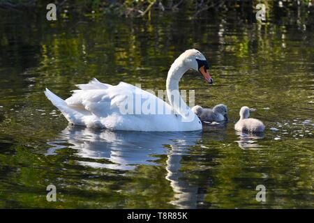 Eine Mutter weiß Höckerschwan (Cygnus olor) neigt dazu, Ihre frisch geschlüpfte Cygnets. Foots Cray Wiesen, Sidcup, Kent Stockfoto