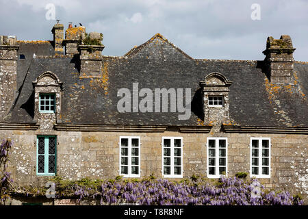 Uppar Teil der traditionellen Haus aus Stein mit Glyzinien wachsen auf Fassaden mit weißen Fenstern in erhaltenen mittelalterlichen Dorf von Locronan in der Bretagne Frankreich Stockfoto