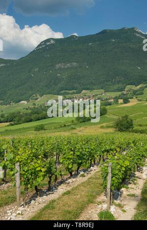 Frankreich, Savoyen, bevor Savoyischen Land, den Weinberg von Lucey und die Berge von Charvaz Stockfoto