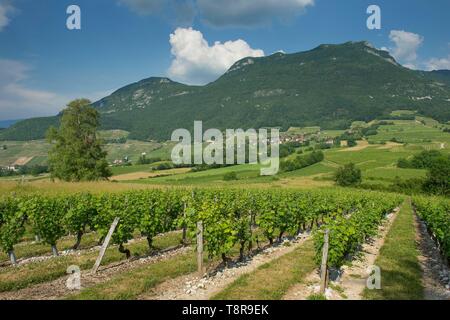 Frankreich, Savoyen, bevor Savoyischen Land, den Weinberg von Lucey und die Berge von Charvaz Stockfoto