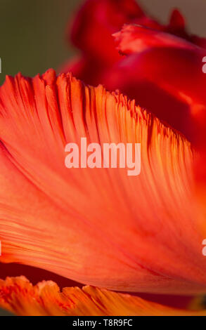 Eine Nahaufnahme einer Tulpe Blütenblatt. Stockfoto