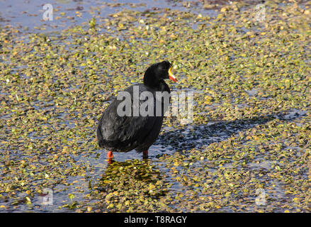 Chile, im Norden, Andines Hochland, Anden Ente, San Pedro de Atacama, Stockfoto