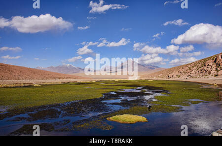 Chile, im Norden, Andines Hochland, Anden Ente, San Pedro de Atacama, Stockfoto