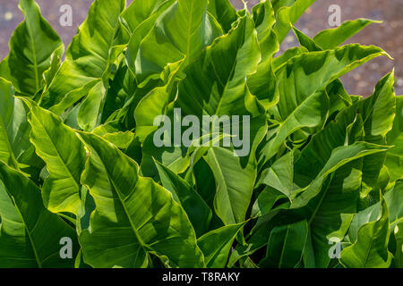 Pfeilspitze Anlage (sagittaria Latifolia) in einem Feuchtgebiet in Wasser schlucken. Stockfoto