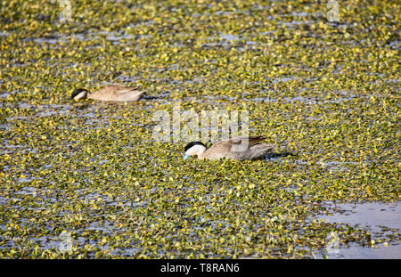 Chile, im Norden, Andines Hochland, Anden Ente, San Pedro de Atacama, Stockfoto