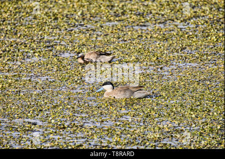 Chile, im Norden, Andines Hochland, Anden Ente, San Pedro de Atacama, Stockfoto