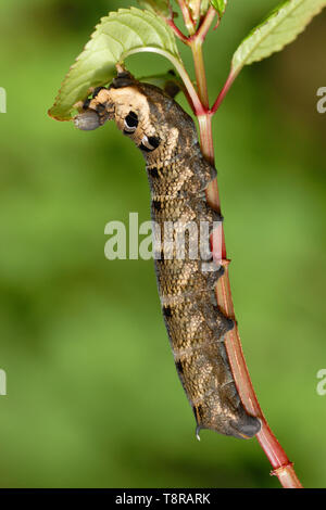 Elephant Hawk-moth Caterpillar (Deilephila elpenor) Fütterung auf invasive Himalayan Balsam in der Alun Valley, South Wales Stockfoto