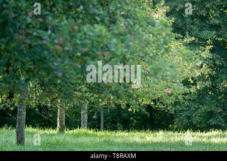 Frankreich, Morbihan, Brech, der Wintergarten Obstgarten Der ecomusee von St-Dégan Stockfoto