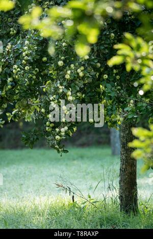 Frankreich, Morbihan, Brech, der Wintergarten Obstgarten Der ecomusee von St-Dégan Stockfoto