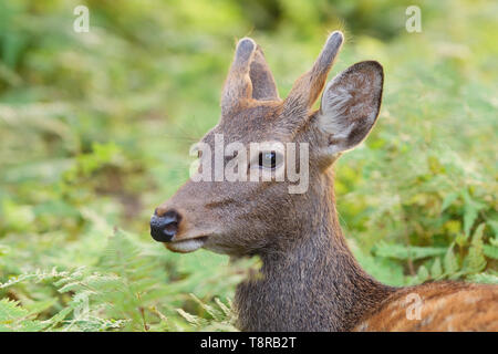 Junge Sika Hirsch (Cervus Nippon) unter die Farne in Nara Park, Nara, Insel Honshu, Japan. Stockfoto