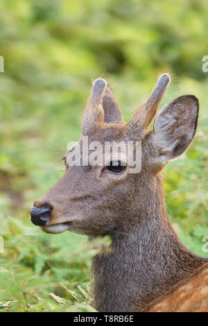 Junge Sika Hirsch (Cervus Nippon) unter die Farne in Nara Park, Nara, Insel Honshu, Japan. Stockfoto