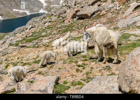 Bergziege Familie - ein süßes, kleines Bergziege Herde füttern und ruhen auf einem felsigen Grat zwischen Mount Evans und Mount Bierstadt, Colorado, USA. Stockfoto