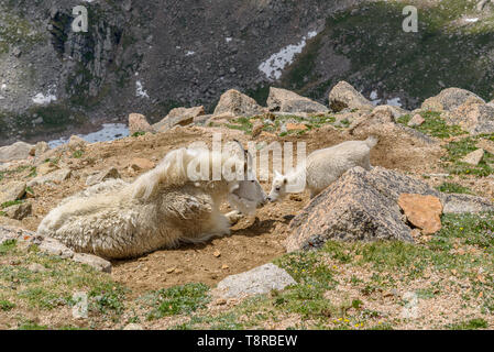 Mutter und Kind - auf einem Bergrücken zwischen Mt. Evans und Mt. Bierstadt, eine junge bergziege Kid kommt bis zum ruhenden Mutter und gibt ihr ein 'Kiss'. CO, USA. Stockfoto