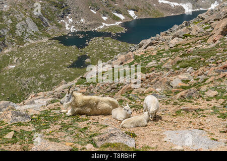 Junge Familie von Bergziege - eine Bergziege Familie Ruhe und Fütterung auf einem felsigen Grat zwischen Mt. Evans und Mt. Bierstadt, Colorado, USA. Stockfoto