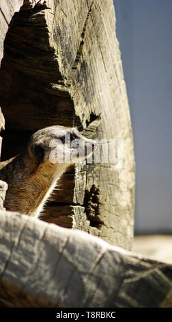 Erdmännchen lugen von der Abdeckung Stockfoto