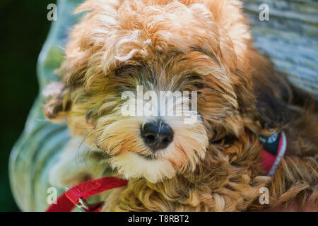 Auf junge Braune havaneser Hund schließen Stockfoto