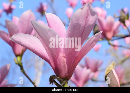 Magnolia 'Heaven Scent'. Rosa rosa Blüten von Magnolia 'Heaven Sent" im April - Großbritannien. Hauptversammlung Stockfoto