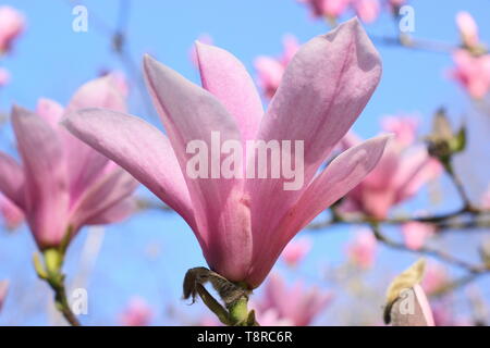 Magnolia 'Heaven Scent'. Rosa rosa Blüten von Magnolia 'Heaven Sent" im April - Großbritannien. Hauptversammlung Stockfoto
