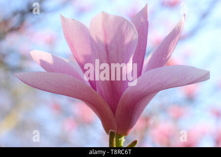 Magnolia 'Heaven Scent'. Rosa rosa Blüten von Magnolia 'Heaven Sent" im April - Großbritannien. Hauptversammlung Stockfoto