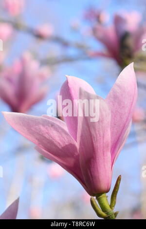 Magnolia 'Heaven Scent'. Rosa rosa Blüten von Magnolia 'Heaven Sent" im April - Großbritannien. Hauptversammlung Stockfoto