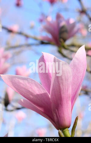 Magnolia 'Heaven Scent'. Rosa rosa Blüten von Magnolia 'Heaven Sent" im April - Großbritannien. Hauptversammlung Stockfoto