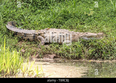 Amerikanische Krokodil, in der Nähe der Laguna de Lagarto, Costa Rica, 31. März 2019 Stockfoto