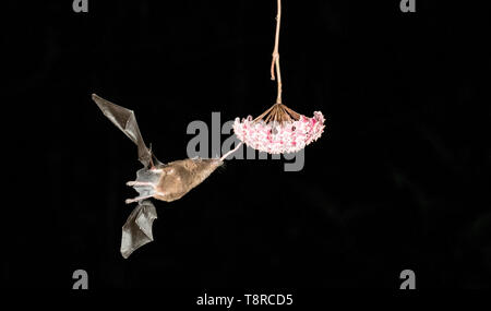 Tropische Fledermaus, ernähren sich von Nektar auf Blüte im Regenwald bei Nacht, Laguna de Lagarto, Costa Rica 1. April 2019 Stockfoto