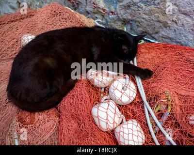 Wild Street Katze schlafend auf Fisch Verrechnung in Kroatien Stockfoto