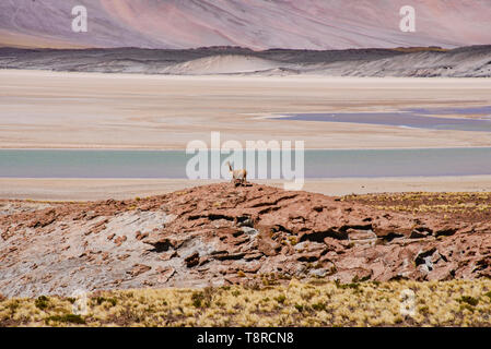 Vicuña mit Blick über dem Salar Aguas Calientes, Atacama-wüste, Chile Stockfoto