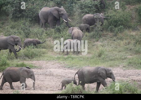 Elefanten Weiden an einem Flussufer Stockfoto