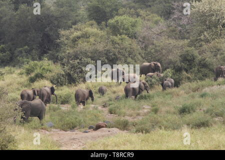 Elefanten Weiden an einem Flussufer Stockfoto