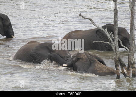 Schwimmen Elefanten im Pioneer Dam, in der Nähe von mopani Camp Stockfoto