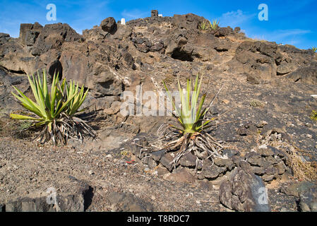 Lanzarote, Kanarische Inseln, Spanien. Provinz Las Palmas. Kakteen wachsen auf vulkanischem Boden. Vulkangestein Stockfoto