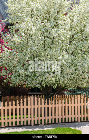 Aus weißem Holz- lattenzaun; Kirschbaum in voller Blüte Frühling; Salida, Colorado, USA Stockfoto