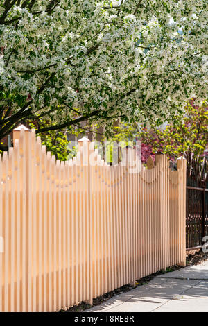 Aus weißem Holz- lattenzaun; Kirschbaum in voller Blüte Frühling; Salida, Colorado, USA Stockfoto