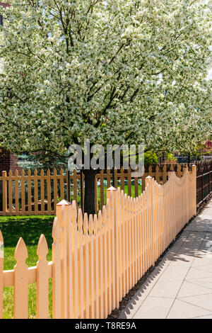 Aus weißem Holz- lattenzaun; Kirschbaum in voller Blüte Frühling