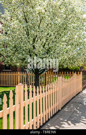 Aus weißem Holz- lattenzaun; Kirschbaum in voller Blüte Frühling; Salida, Colorado, USA Stockfoto