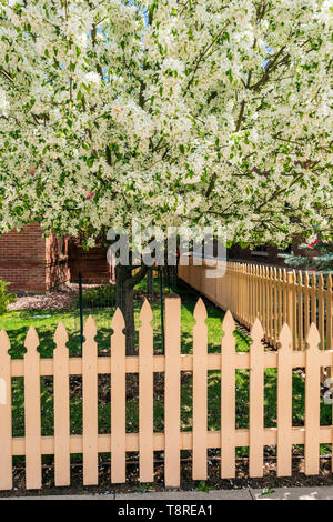 Aus weißem Holz- lattenzaun; Kirschbaum in voller Blüte Frühling; Salida, Colorado, USA Stockfoto