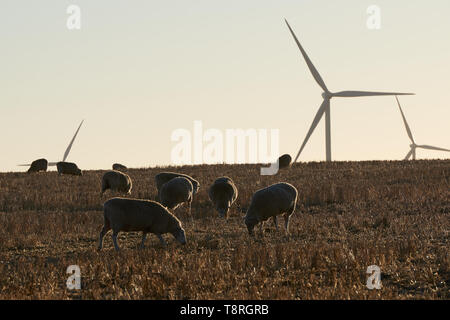 Eine Herde Schafe auf eine dürre Gras Hügel mit einem Windpark Turbinen im Hintergrund. Stockfoto