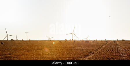 Eine Herde Schafe auf eine dürre Gras Hügel mit einem Windpark Turbinen im Hintergrund. Stockfoto