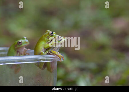 Makro Nahaufnahme von zwei grünen Wald Laubfrosch zusammenhalten Stockfoto