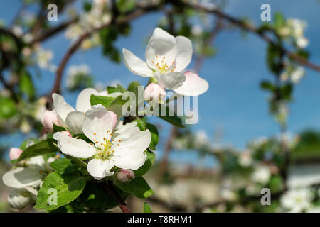 Blüte der Apfelbäume im Garten von Frühling bei Solar Tag auf Hintergrund blauer Himmel Stockfoto