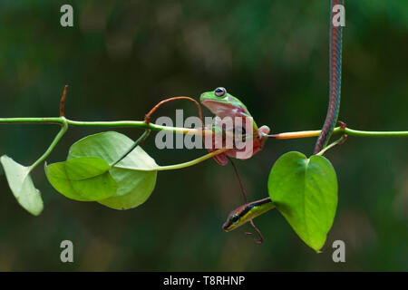 Makro Nahaufnahme des grünen Wald Laubfrosch hängend an einem Zweig Stockfoto