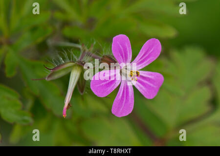 Kraut Robert, Geranium robertianum, tief rosa Blume und Aussaat cranesbill Seedpod, Feder, Berkshire, April Stockfoto