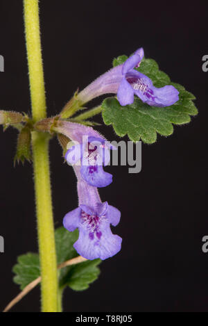 Boden - Efeu (Glechoma hederacea) blaue Blumen auf Ausgestrecktem evergreen Kriechgang auf schwarzem Hintergrund, Berkshire, April Stockfoto