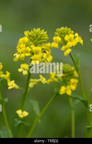 Gemeinsame wintercress, bittercress oder rocketcress, Barbarea vulgaris, gelb blühende Pflanze, Berkshire, April Stockfoto