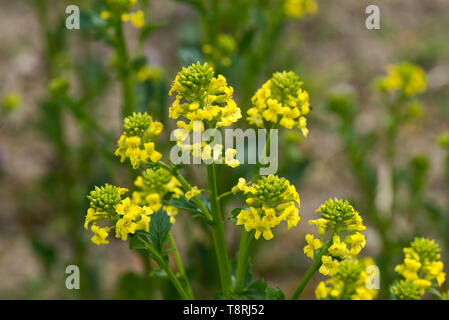 Gemeinsame wintercress, bittercress oder rocketcress, Barbarea vulgaris, gelb blühende Pflanze, Berkshire, April Stockfoto