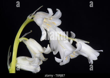 Weiße spanische Bluebell (Hyacinthoides hispanica) Blumen auf schwarzem Hintergrund, Berkshire, April Stockfoto