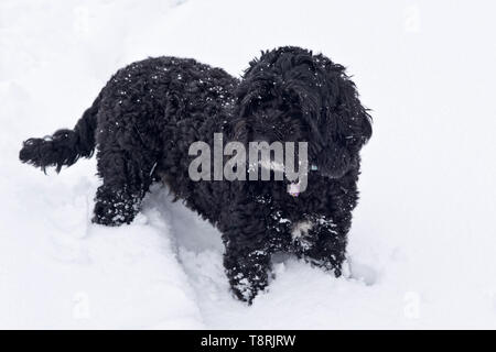 Ein kleiner schwarzer Hund, cockerpoo, mit seinen Beinen tief in eine frische Schicht aus weißem Schnee, Berkshire, Februar Stockfoto